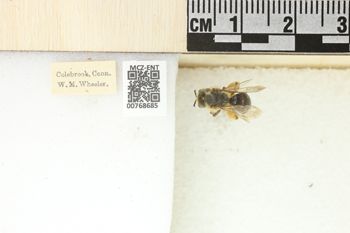 Media type: image;   Entomology 768685 Aspect: Labels